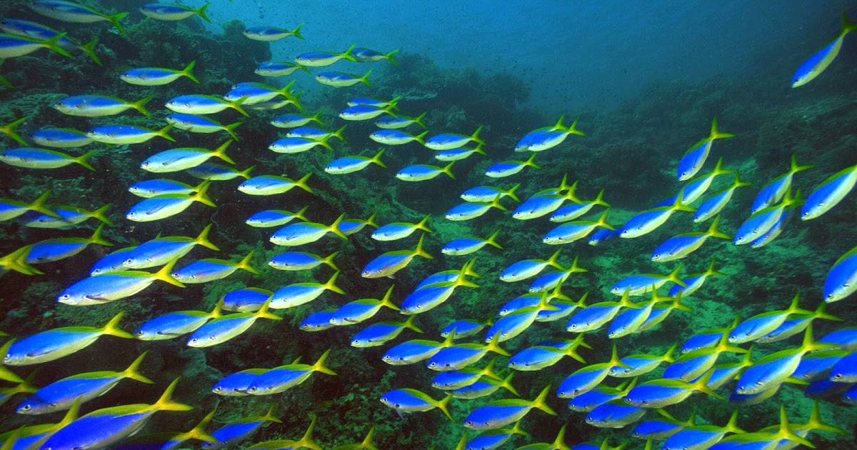Apuntes de Biotecnología Peces transgénicos