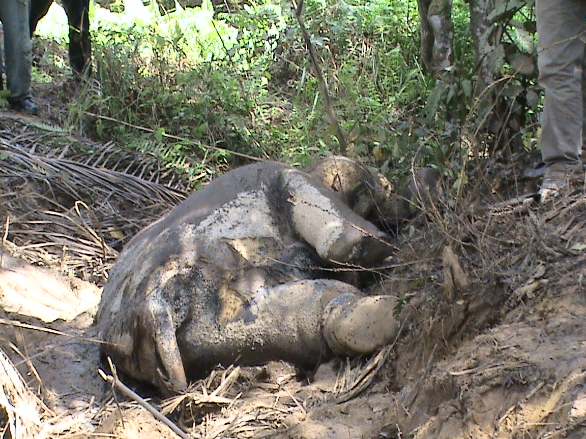 gajah sumatera