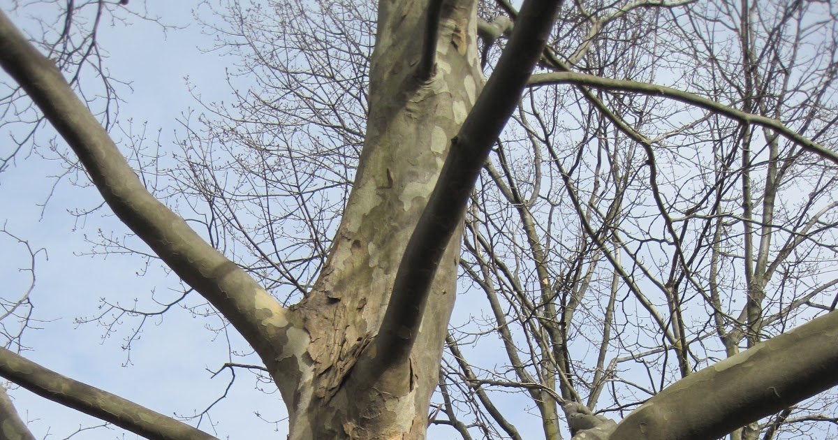 trees maryland wild platanus occidentalis sycamore american