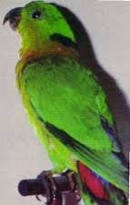 Jenis Burung Lovebird Terlengkap Beserta Gambar 