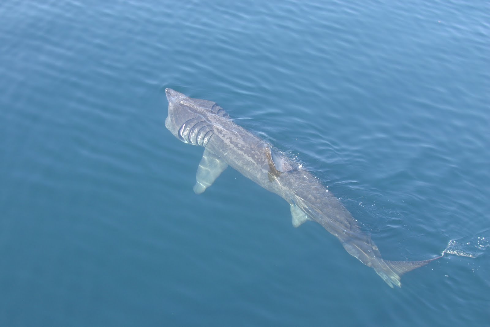 Shark Vs Dolphin