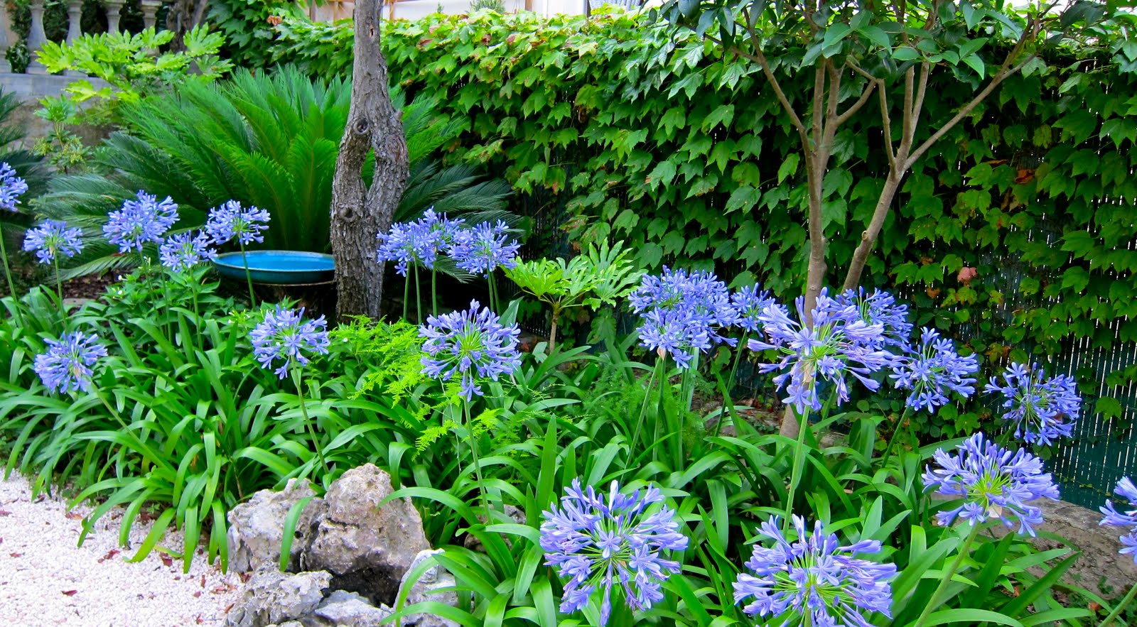 Mary M. Payne: Agapanthus Magnificentia