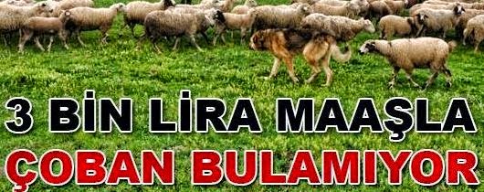 3 bin tl maaşlı çoban alımı çoban iş başvurusu