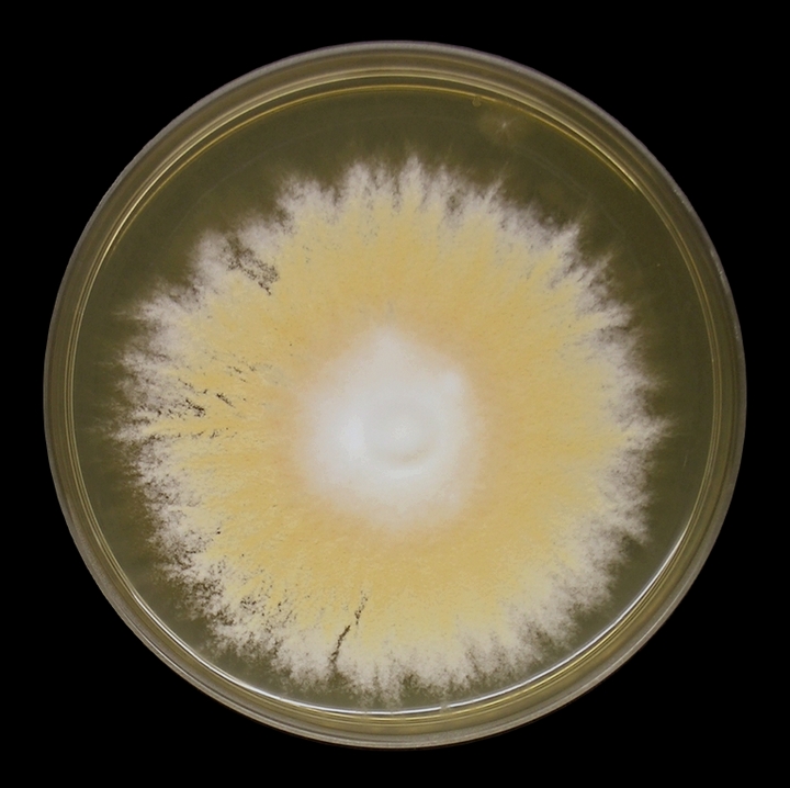 Microsporum; Microsporon