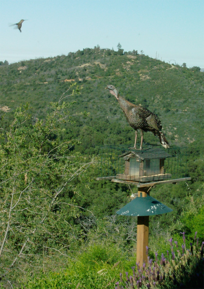Cuyamaca Woods Mountain Journal Turkey Feeder?