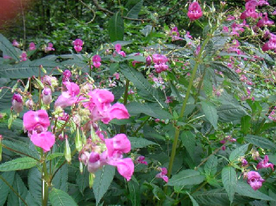 Indisches Springkraut