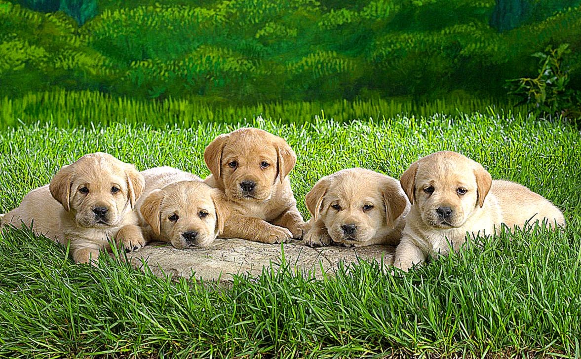 Wallpapers Cute Dogs Nature Animals Puppies 1280x800 iWallHD Wallpapers Cute Dogs Nature Animals Puppies 1280x800 iWallHD