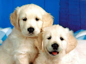 Puppies 3 dogs 1993812 1024 768