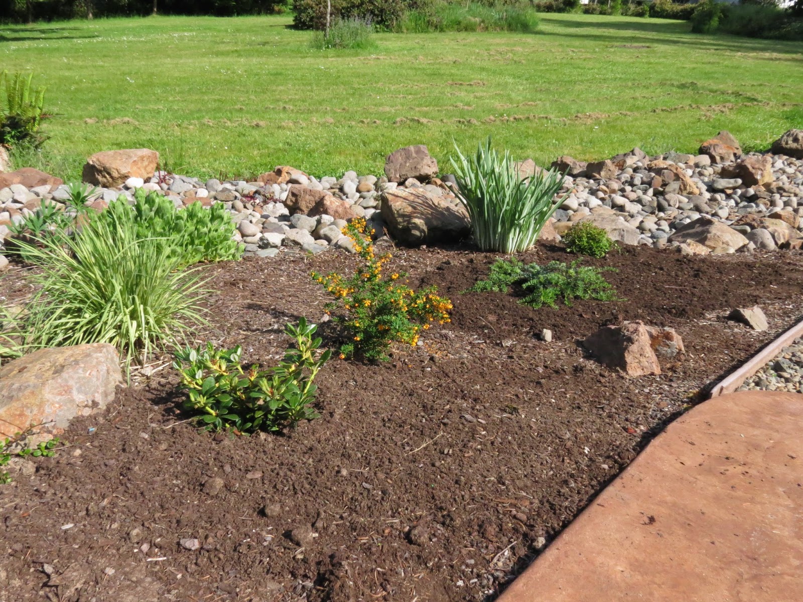 Hedge Barberry Stock Photos Hedge Barberry Stock Images Alamy