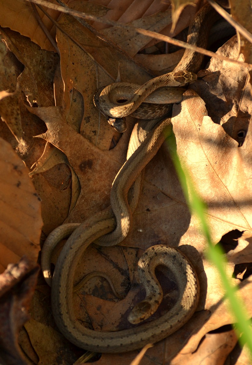 Woods Walks and Wildlife A Bed of Brown Snakes