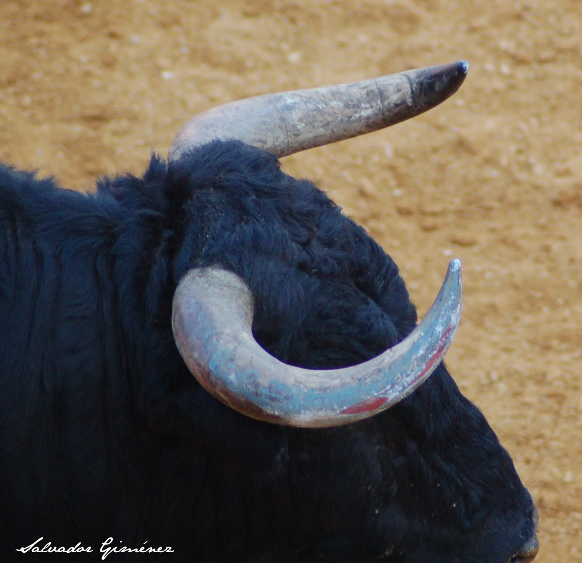CORDOBA TAURINA QUO VADIS? (Fotos de algunos pitones de los toros