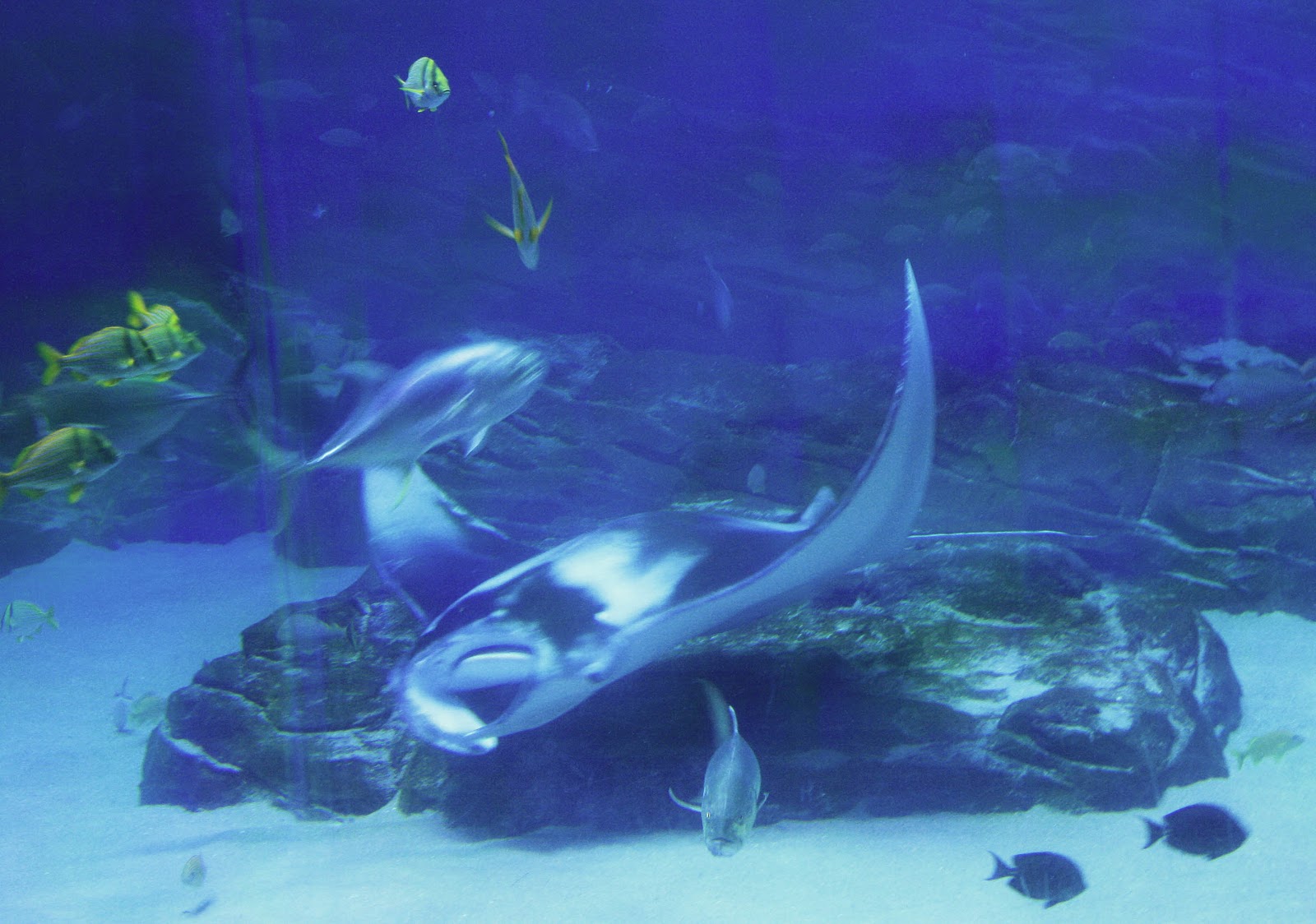 giant manta ray aquarium giant manta ray aquarium