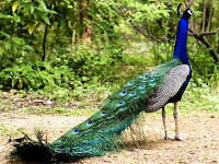 Morachi Chincholi Peacock Sanctuary