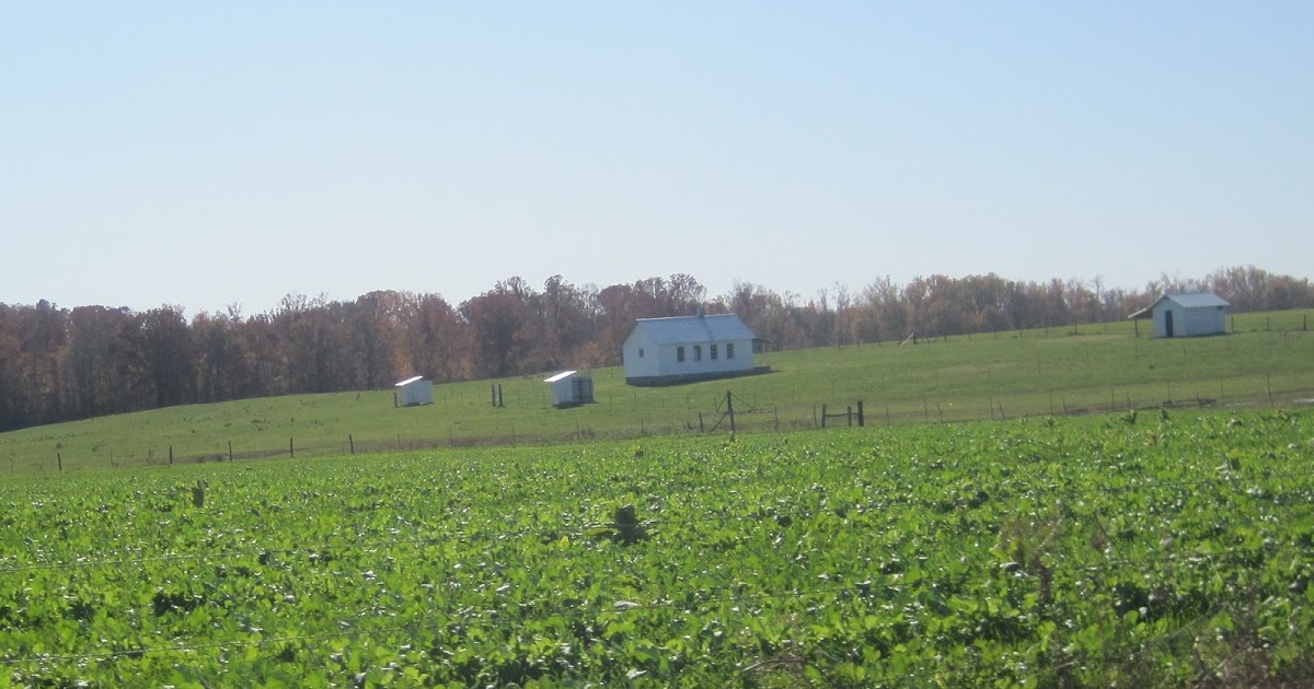 The Great American Field Trip Amish in Tennessee?