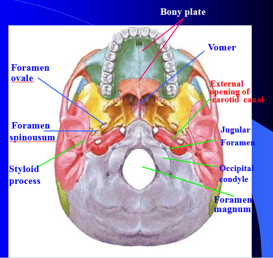 Skull Anatomy | Geoffrey E. Reed life