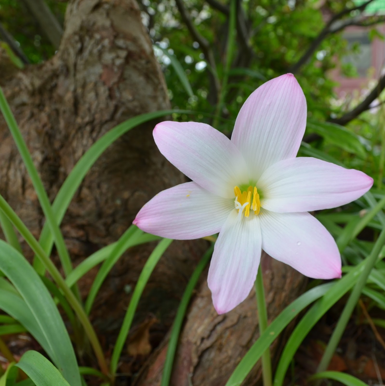 Cypress Gardens the Gardeners Blog Pink Rain Lilies