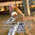 Μία μαϊμού σώζει ένα σκύλο από το τσουνάμι στην Ταϊλάνδη...