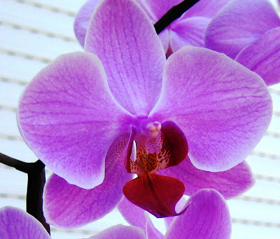 orchids flowers pictures orchids flowers pictures
