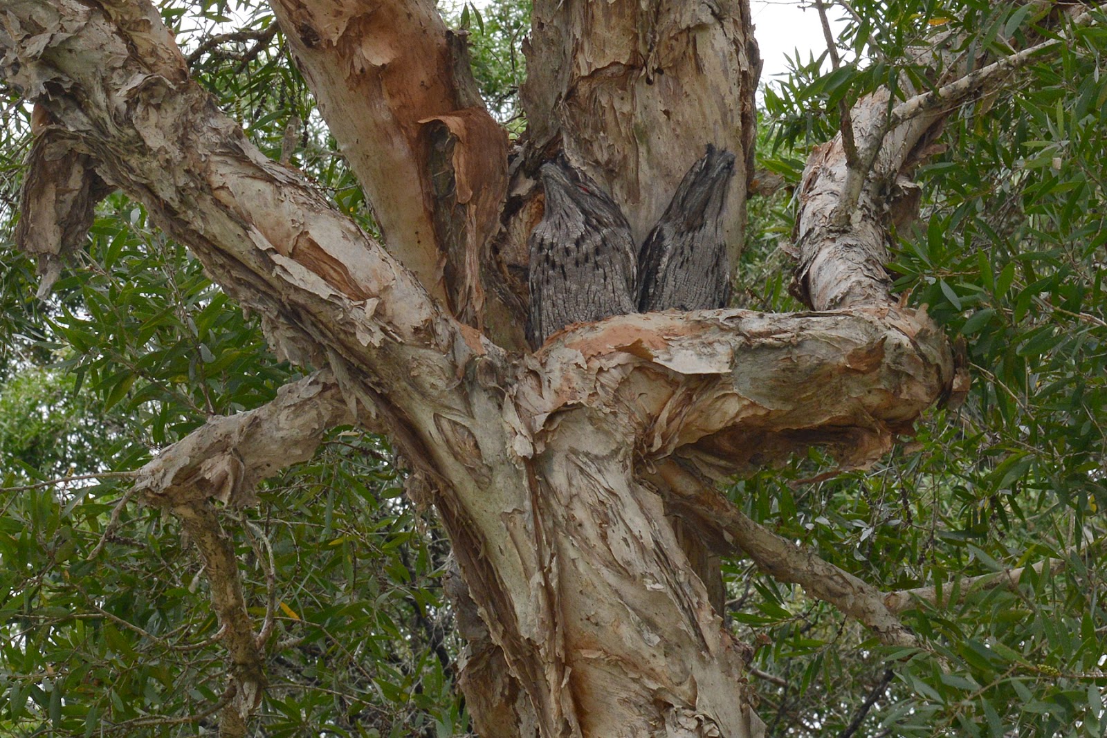 tawny frogmouths tawny frogmouth camoflage
