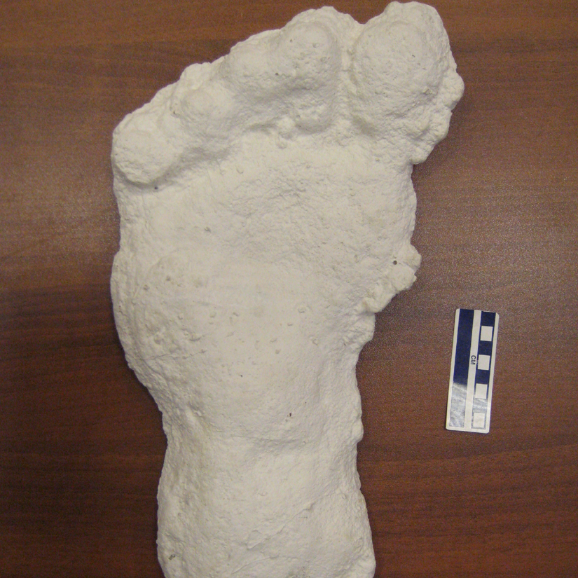 Bigfoot Evidence Photo of the Day Yeti footprint cast from 2011 Yeti