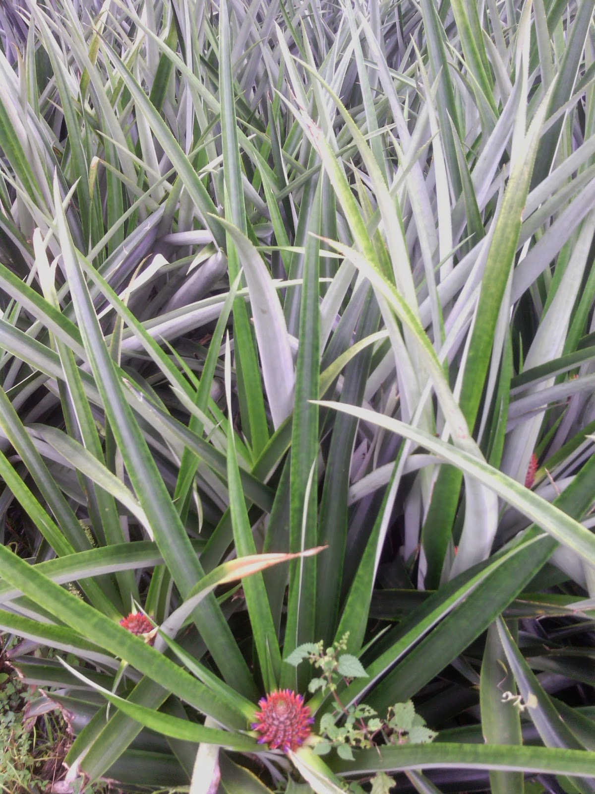 Fruits tropicaux du Cameroun & Bonabio Les ananas Cayenne Lisse de Calvin