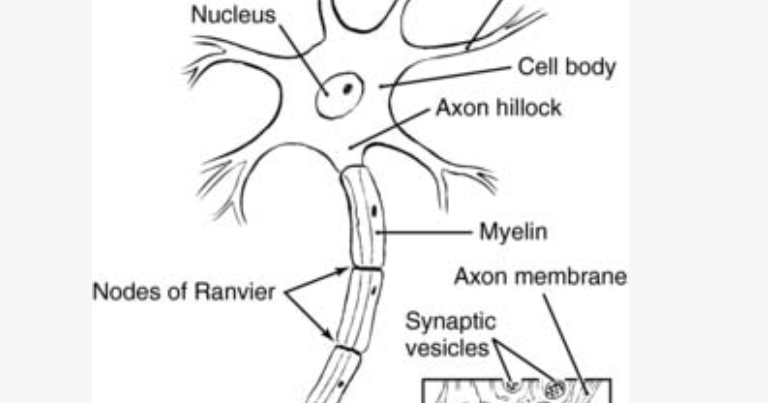 SRNA Daily Review: CENTRAL NERVOUS SYSTEM PHYSIOLOGY