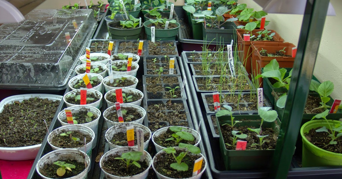 Less Noise, More Green Germinating seeds indoors some like it hot