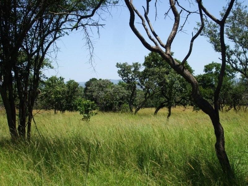 Safari Ecology Ecology of broadleaved woodlands in the savannah