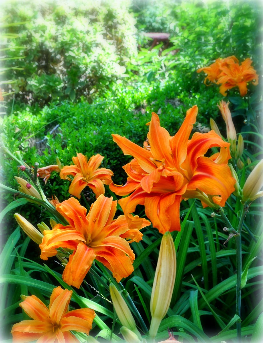 La Vie Quotidienne The maligned Ditch Lily