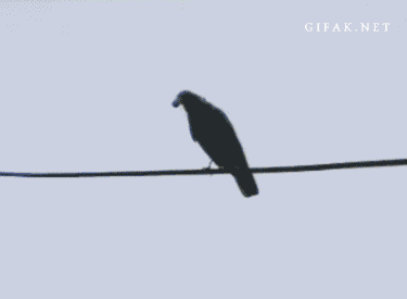 Crow