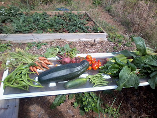 harvested runner beans, french beans, beetroot, cucumber, marrow, rainbow chard, sweetcorn, babycorn, spinach beet, tomatoes courgette and potatoes.