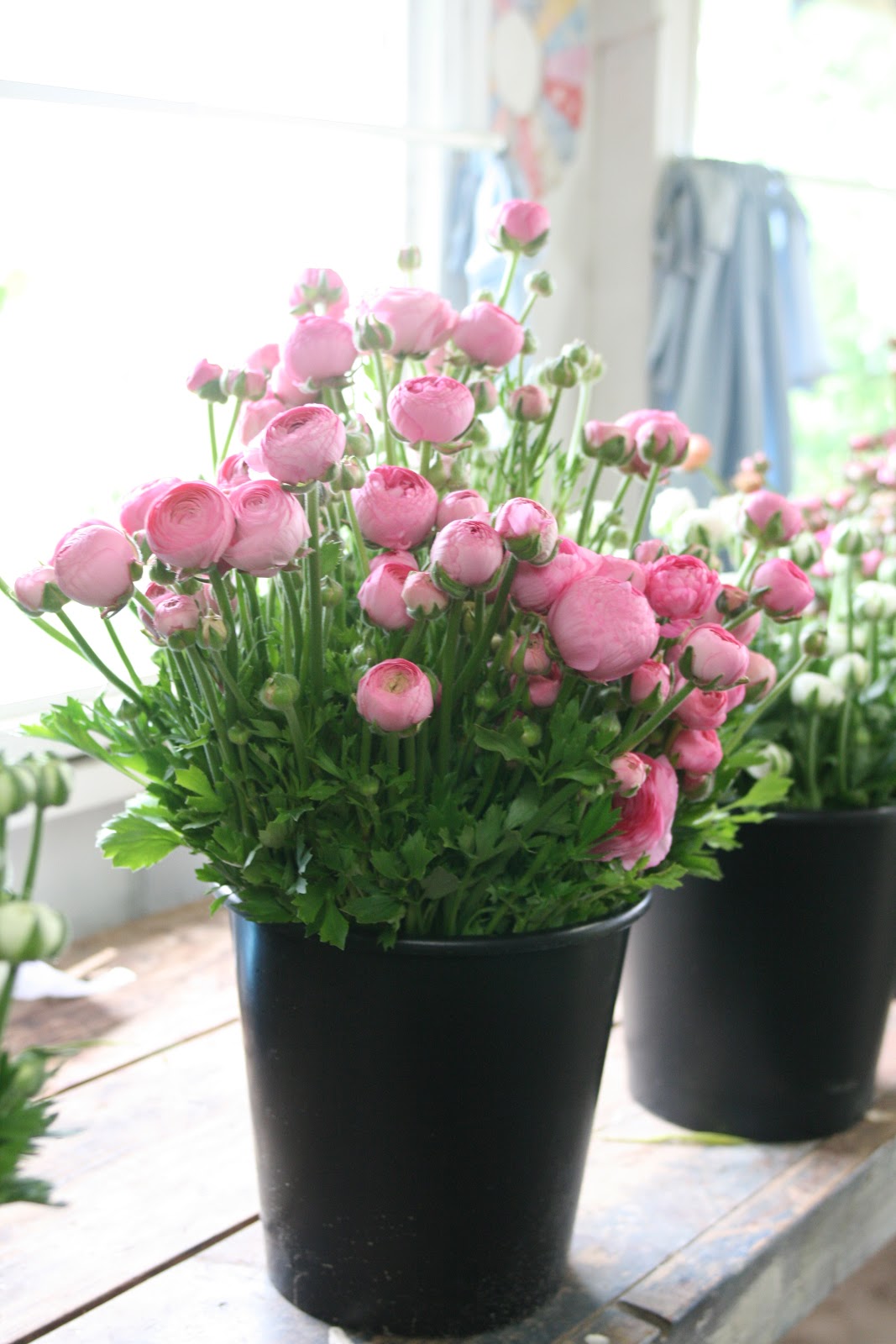 is it possible to have too many ranunculus? - Floret Flowers