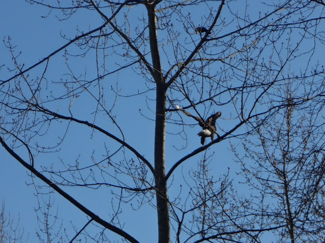 eagle in vancouver