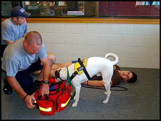 Can I Train My Own Psychiatric Service Dog Can I Train My Own Psychiatric Service Dog
