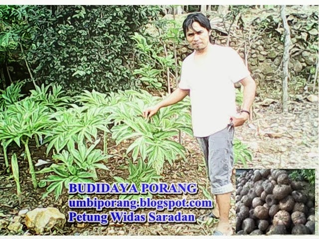 budidaya porang