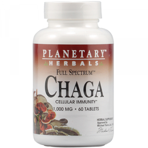 Nấm Chaga