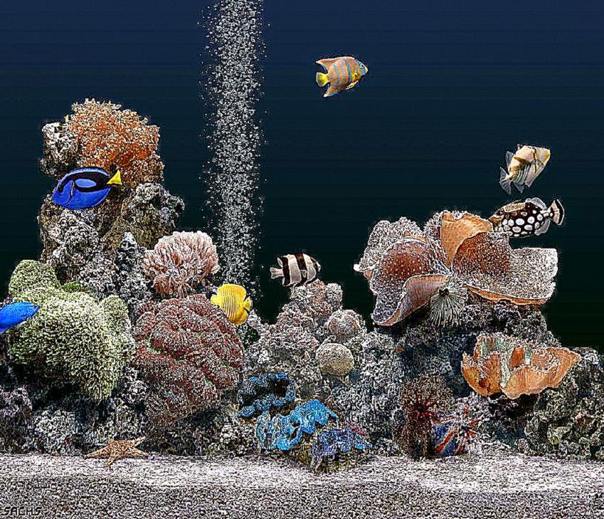 Download Free Fish Screensaver The Wallpaper 1024x768 Full HD Download Free Fish Screensaver The Wallpaper 1024x768 Full HD