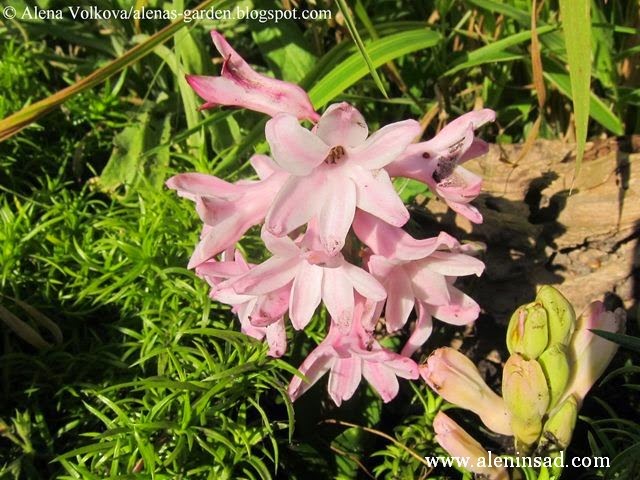 цветы, осенью, весенние цветы, гиацинты осенью, цветы гиацинтов, розовые гиацинты, флокс шиловидный, Hyacinthus orientalis