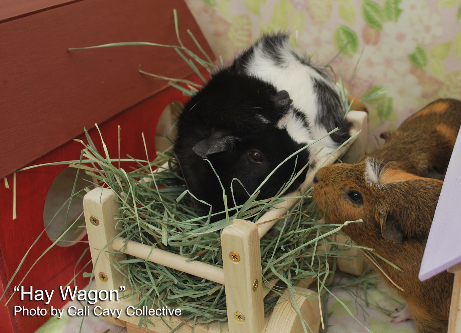 Cali Cavy Collective a blog about all things guinea pig Custom built