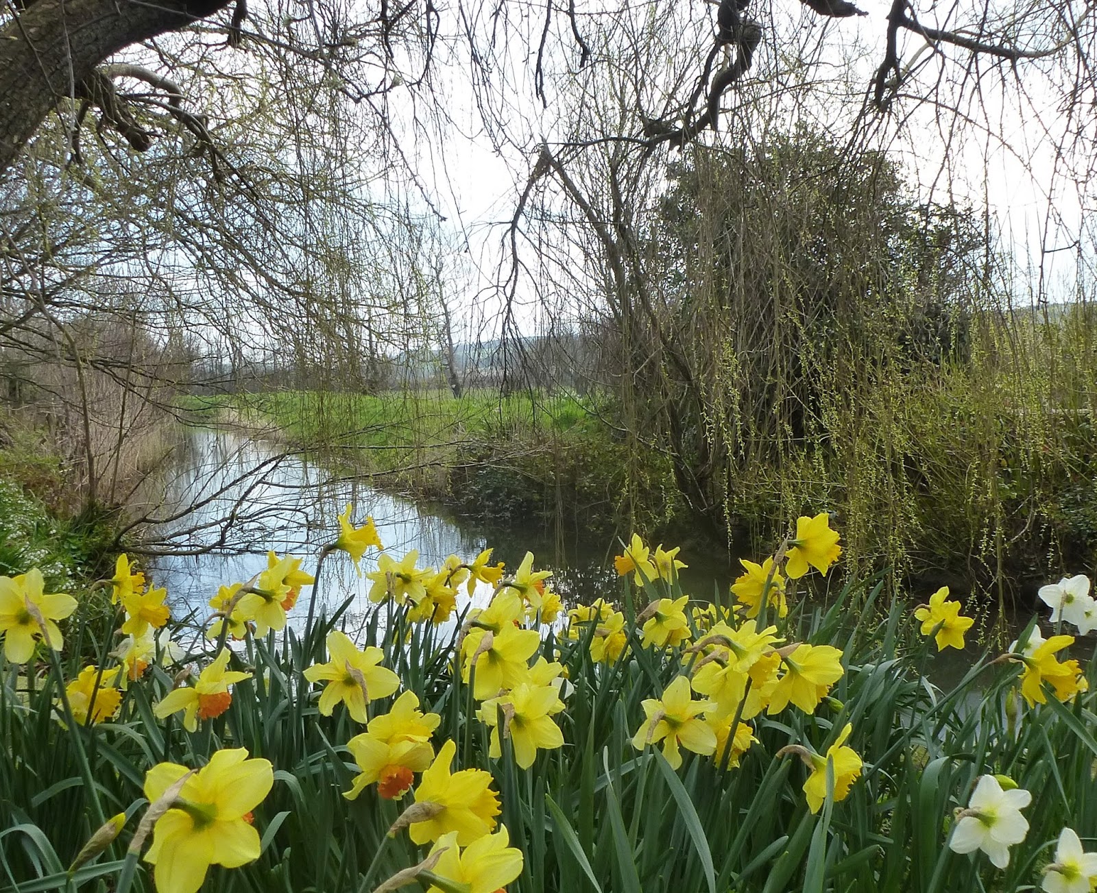 A host of golden daffodils