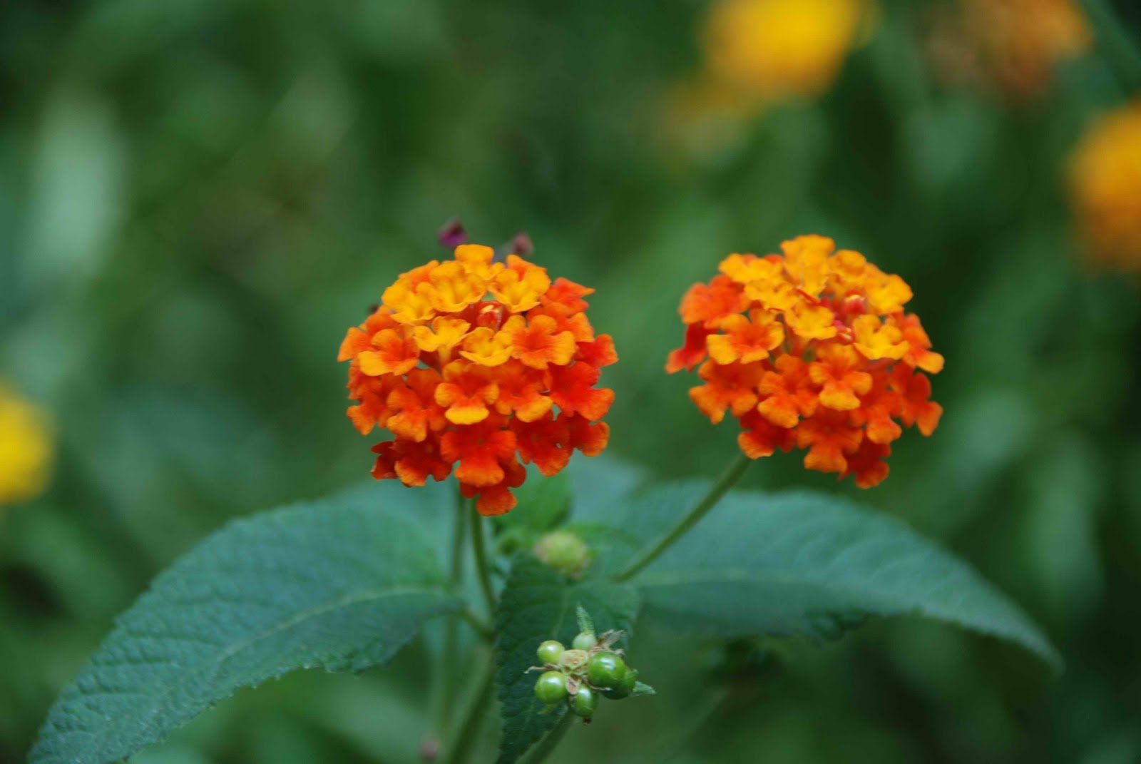 flowers india flower picture lantana flower india flowers india flower picture lantana flower india