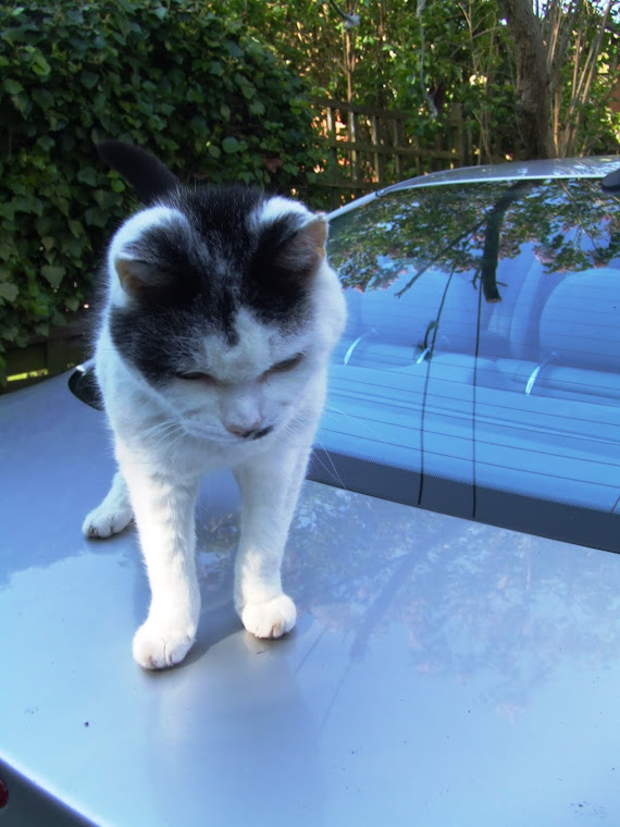 Cat on a hot tin roof