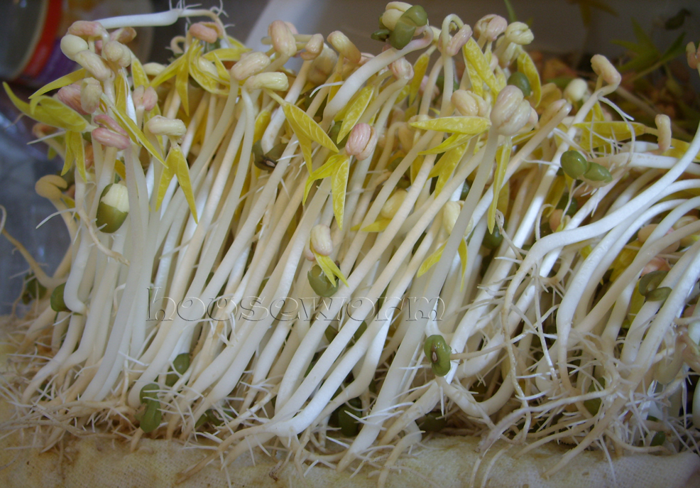 ♥Worm Home Sweet Home♥ Homemade Bean Sprout