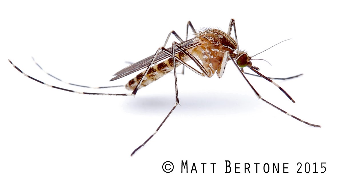 NCSU PDIC Mosquitoes in Winter