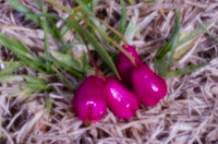 Pinhole - Test on wild cherries.