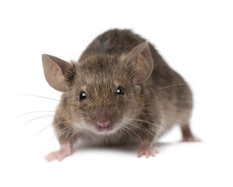 abouttheshuffle van muizen en mensen