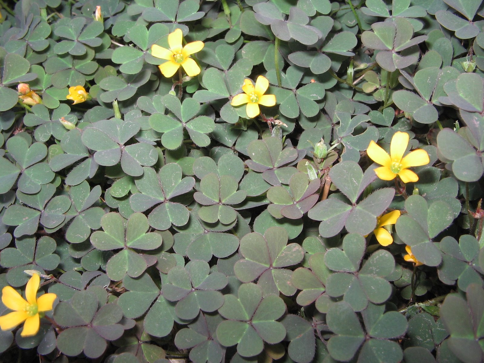 This clover is super invasive here, but I couldn't bring myself to get