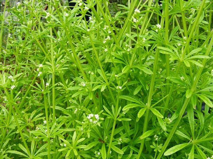 Fleetneedles' Forage Cleavers Life on Pig Row