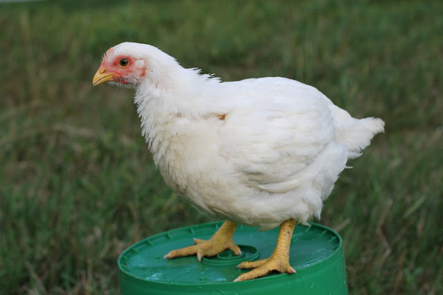 Broiler chick day 34