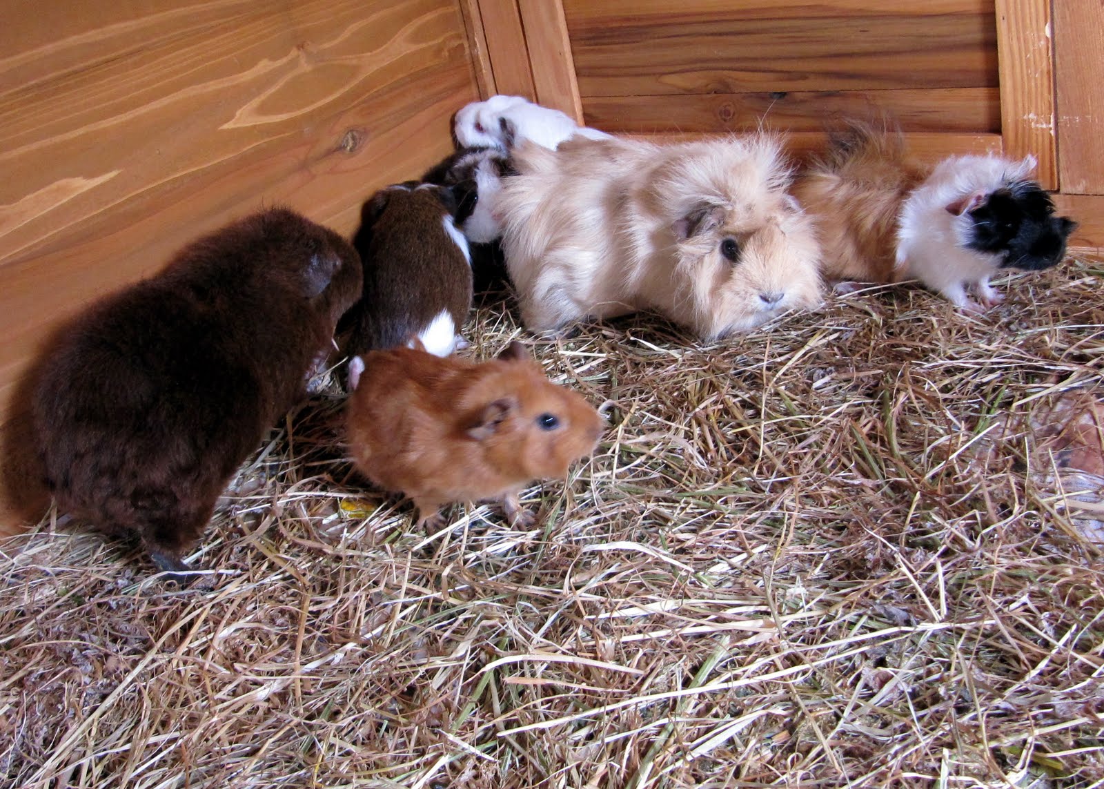 All Things Guinea Pig Monday weigh in